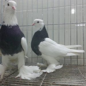 کبوتر نر و ماده طوقی | نوین پت شاپ