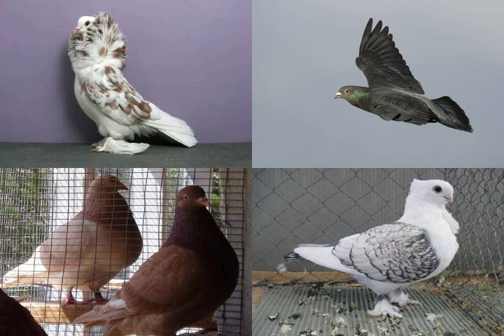 معرفی نژادهای کبوتر | نوین پت شاپ