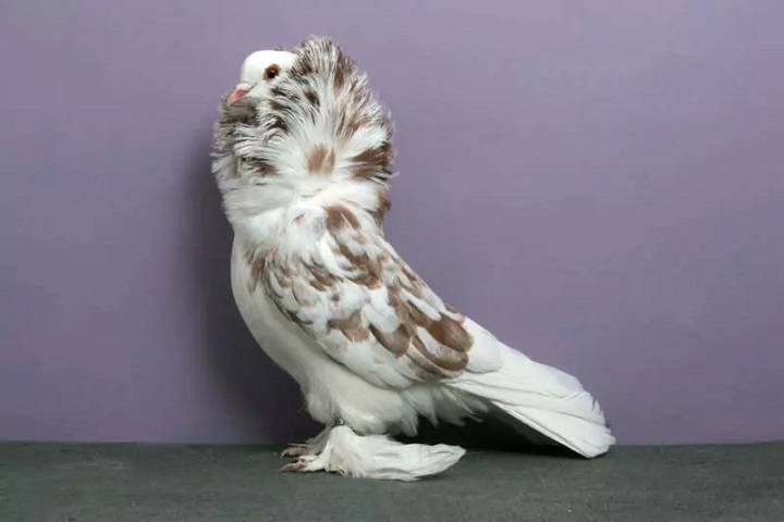نژاد تزئینی کبوتر | نوین پت شاپ