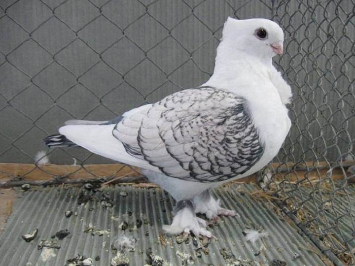نژادهای اهلی کبوتر | نوین پت شاپ