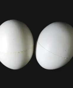 تخم مصنوعی کبوتر | نوین پت شاپ